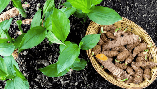Curcuma Longa vs. Turmeric vs. Curcumin: What’s the Difference? - Divinity Nutra