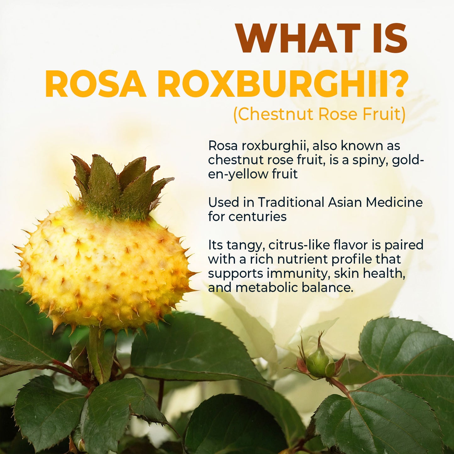 Rosa Roxburghii Supplement