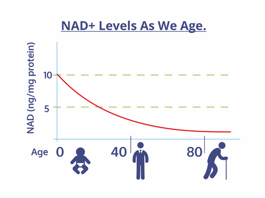 NAD+ 101: Unveiling the Molecule That Powers Our Cells