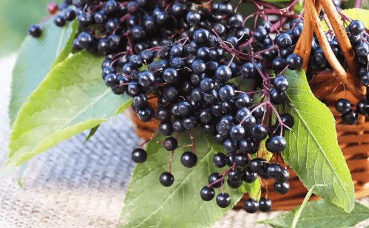 6 Health Benefits and Uses for Elderberry Supplements - Divinity Nutra